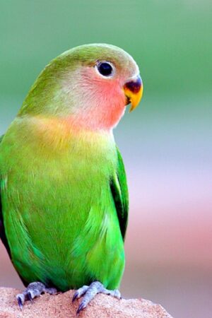 Beautiful Parrot