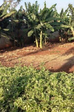 Residential 1/8 Acre at Ruiru Mugutha