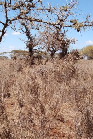 47 Acres Kajiado