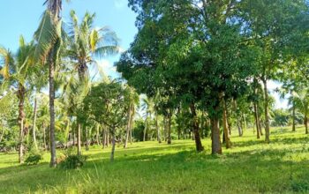 1/4 Acre Plot Kadzinuni- Vipingo