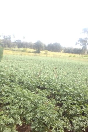 One Acre Land in Magumu Location Kenyatta Road Centre Kinangop Nyandarua