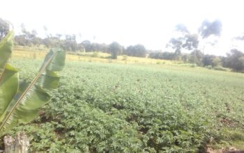 One Acre Land in Magumu Location Kenyatta Road Centre Kinangop Nyandarua