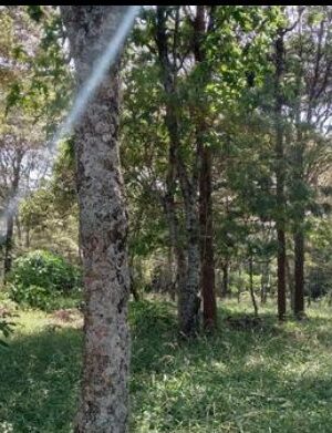 FOR SALE: RESIDENTIAL LAND, KAREN-1 ACRE AT KAREN, MWITU ROAD